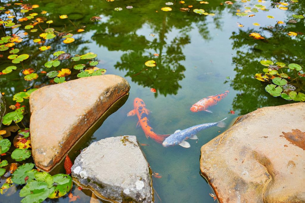 Common Koi Pond Hitches and How to Fix Them Koi Pond Hitches