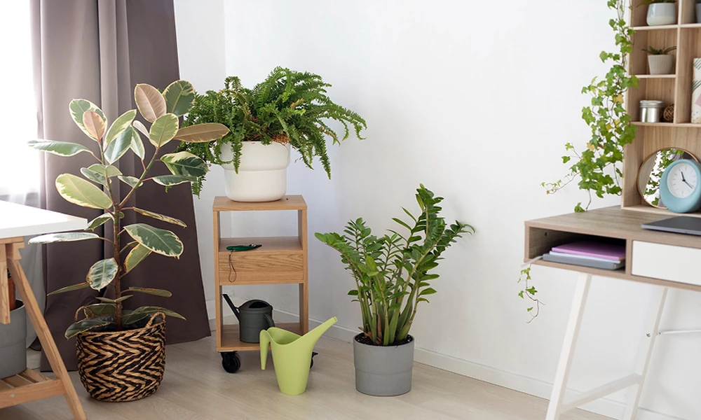 Succulent Plant Display Ideas for Maximum Impact