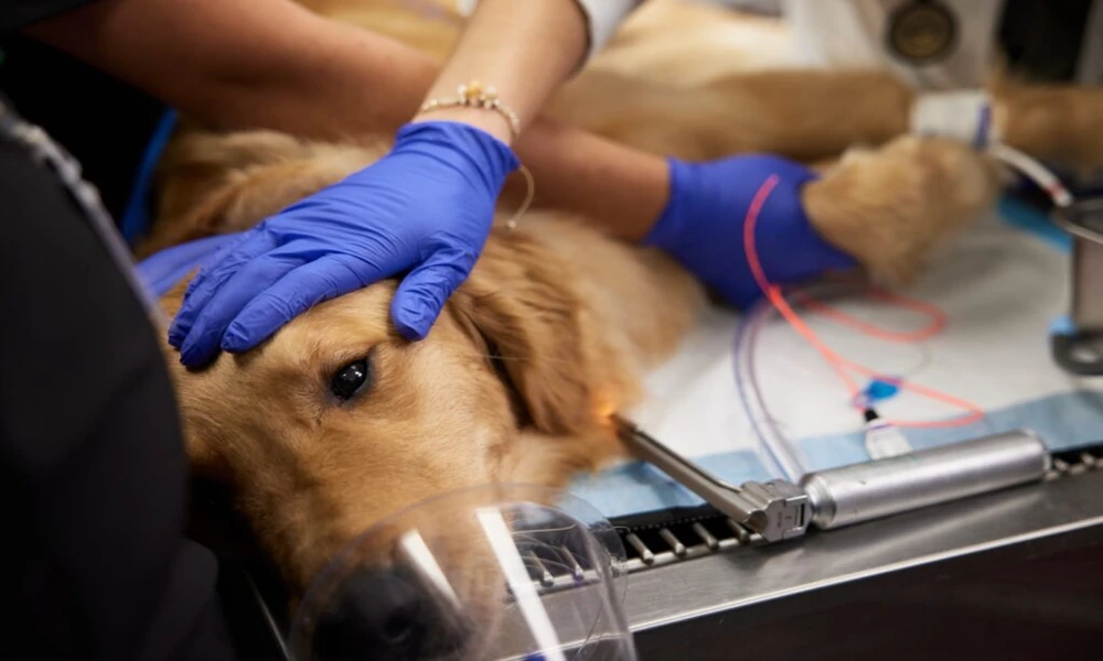 Why Veterinary Hospitals Are Trusted For Emergency Surgeries
