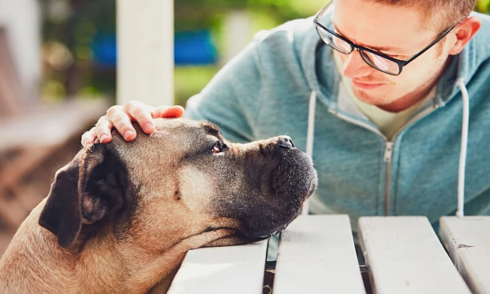 4 Common Services Offered in General Veterinary Clinics