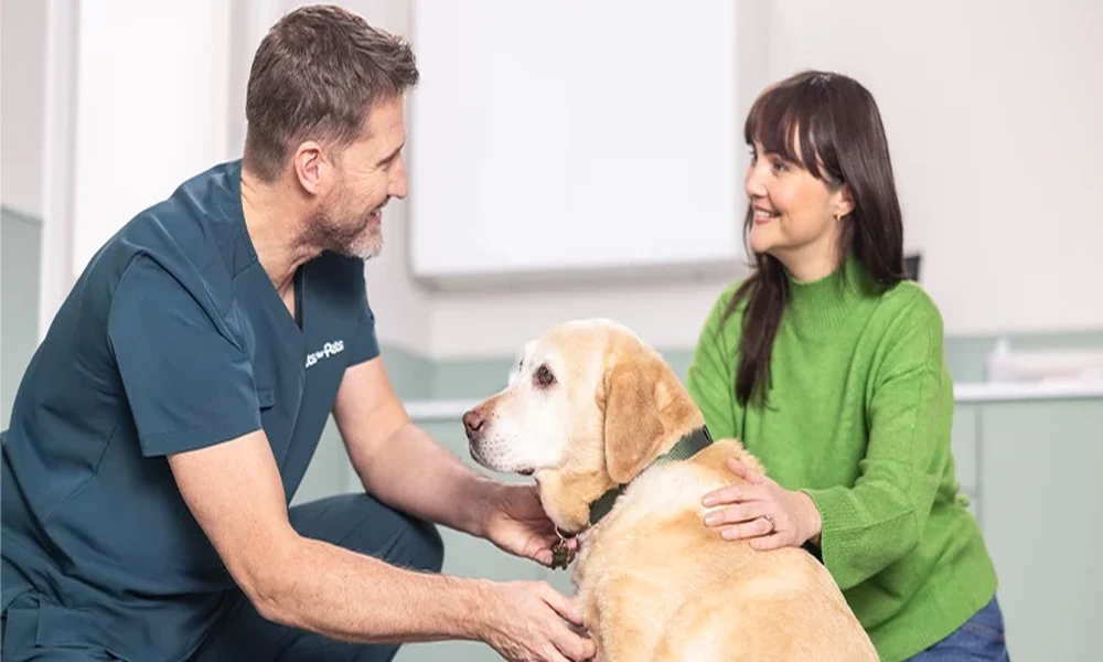 3 Signs Your Cat May Need a Dental Visit to an Animal Clinic