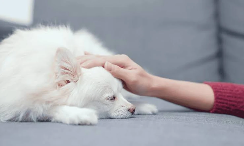 7 Signs A Breathing Problem May Require Specialty Hospital Care For Your Pet