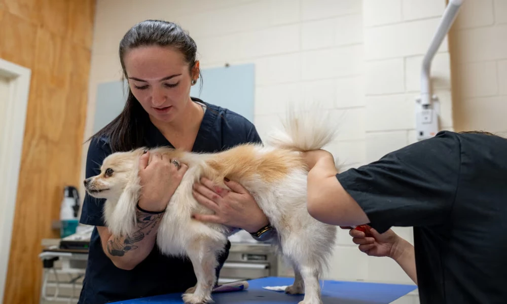 Why Veterinary Technicians Check On Certain Pets After They Go Home