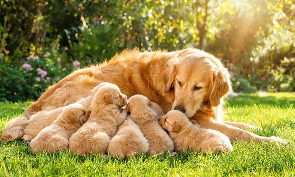 Allergen Immunotherapy And Itch Relief Injections Serve Different Goals In Dogs